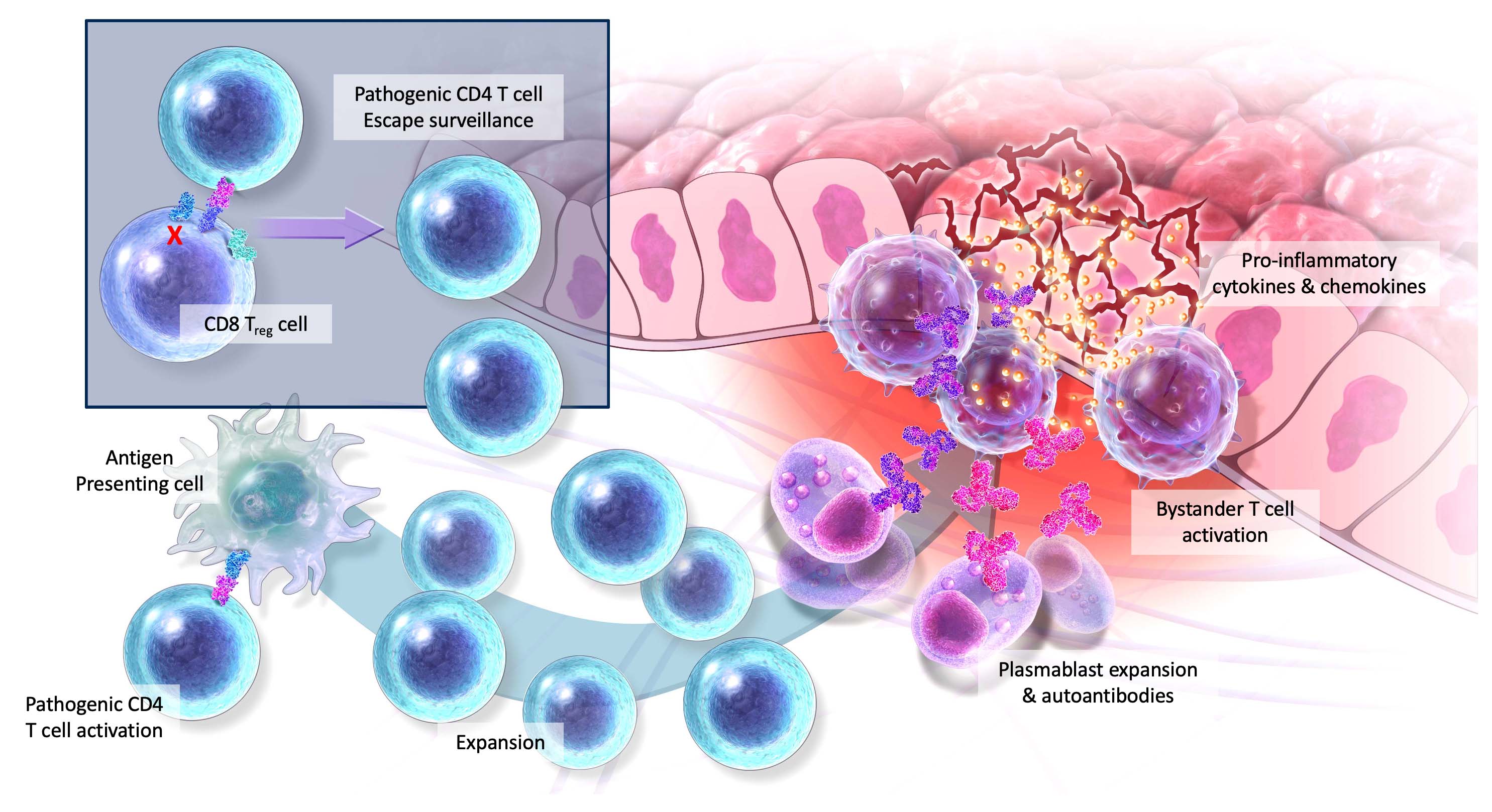 downstream cascade of inflammatory illustration